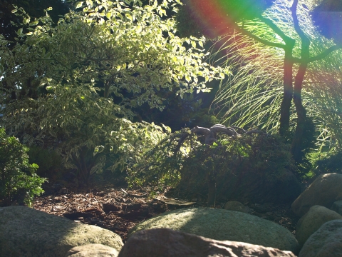 ...ogród w jesiennym słońcu